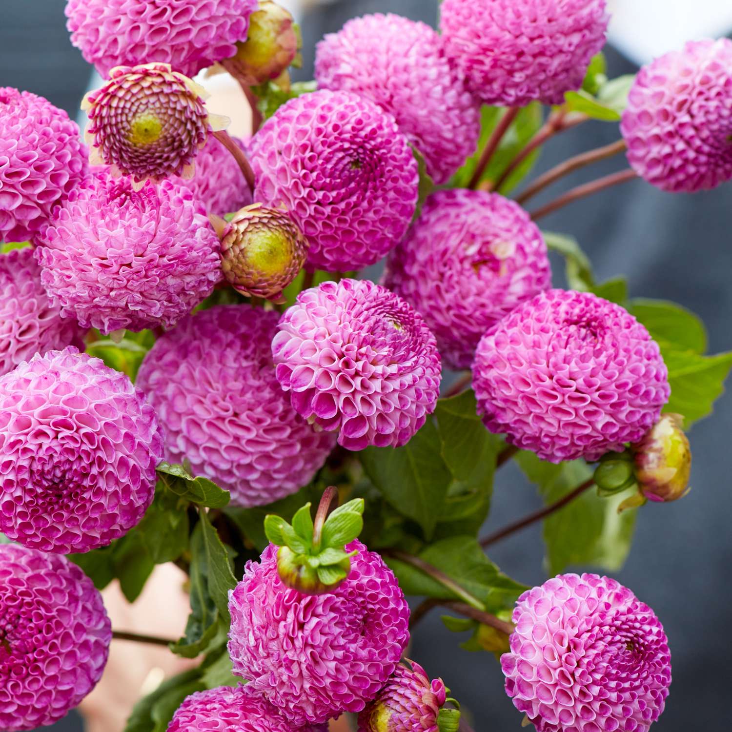 Daalia 'Frank Holmes'